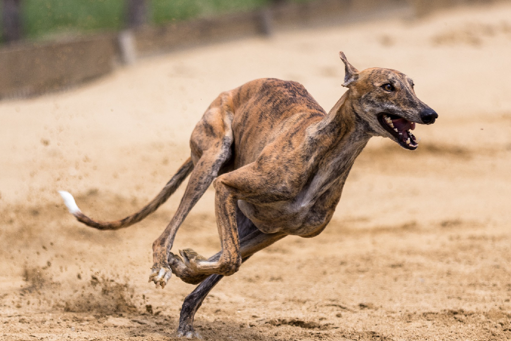 Greyhound running on track