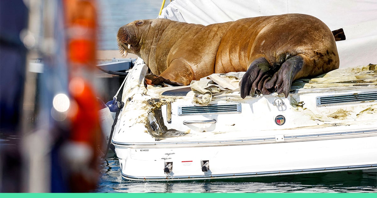 Freya The Walrus Is Sinking Boats And Living Up Her Hot Girl Summer