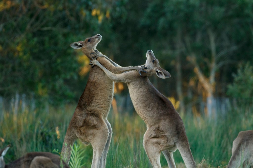 kangaroo fight protection