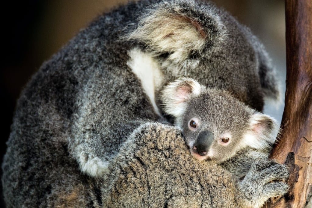 An adult koala caring for her young child